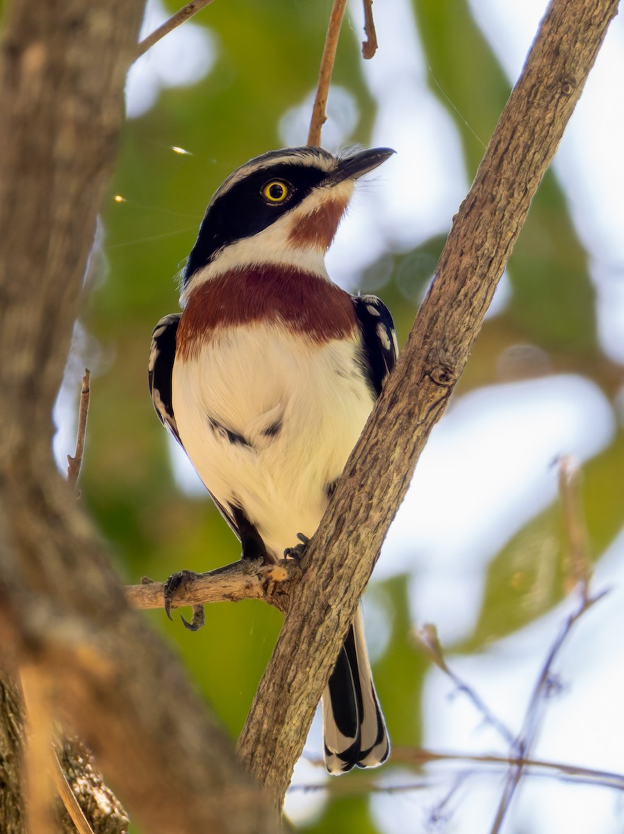 Pririt molitor - ML647083550