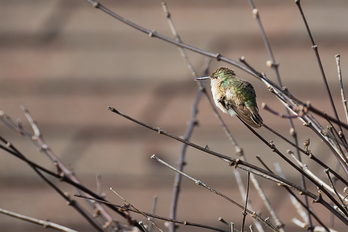 Calliope Hummingbird - ML647083556
