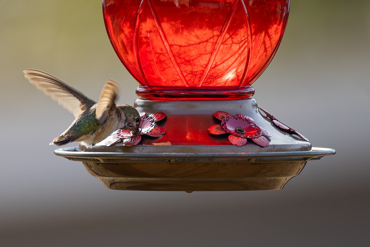 Calliope Hummingbird - ML647083559