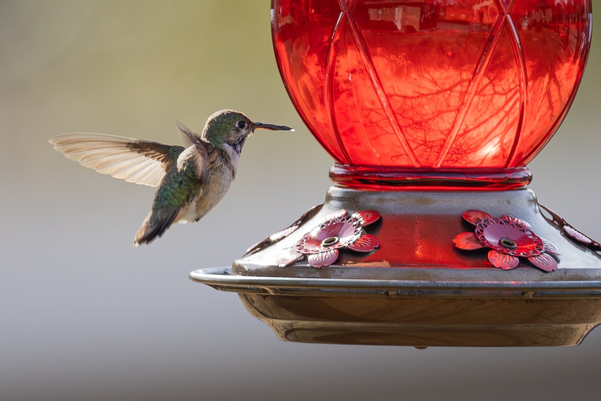 Calliope Hummingbird - ML647083560