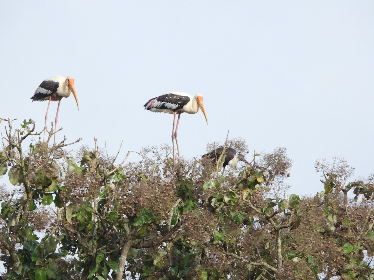 Painted Stork - ML647083564