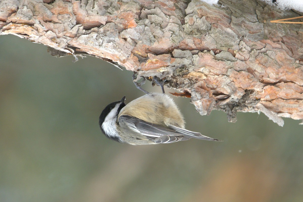 Black-capped Chickadee - ML647083571