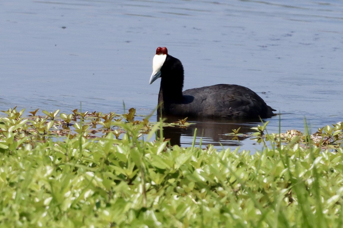 Red-knobbed Coot - ML647083579