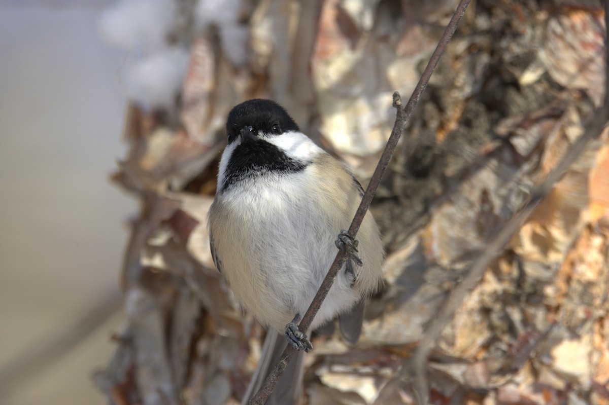 Black-capped Chickadee - ML647083582