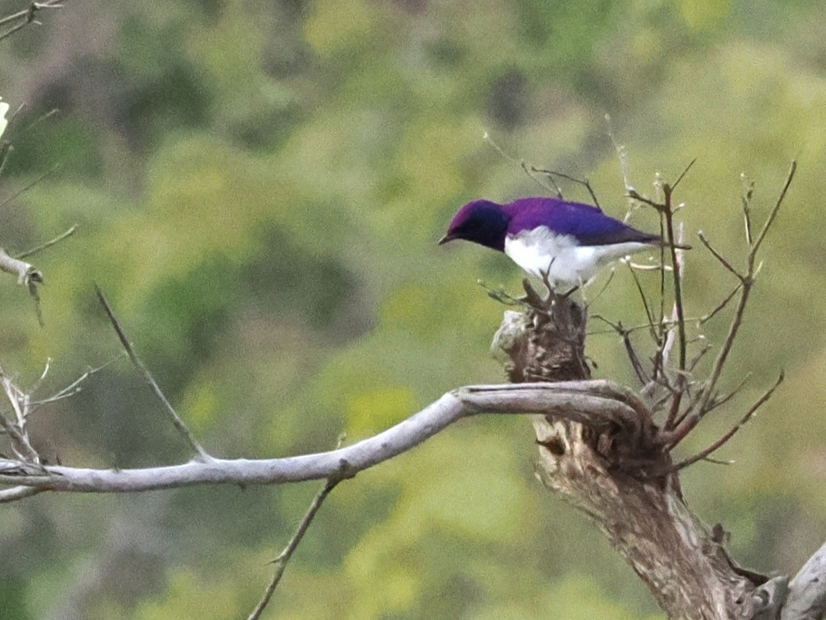 Violet-backed Starling - ML647083594