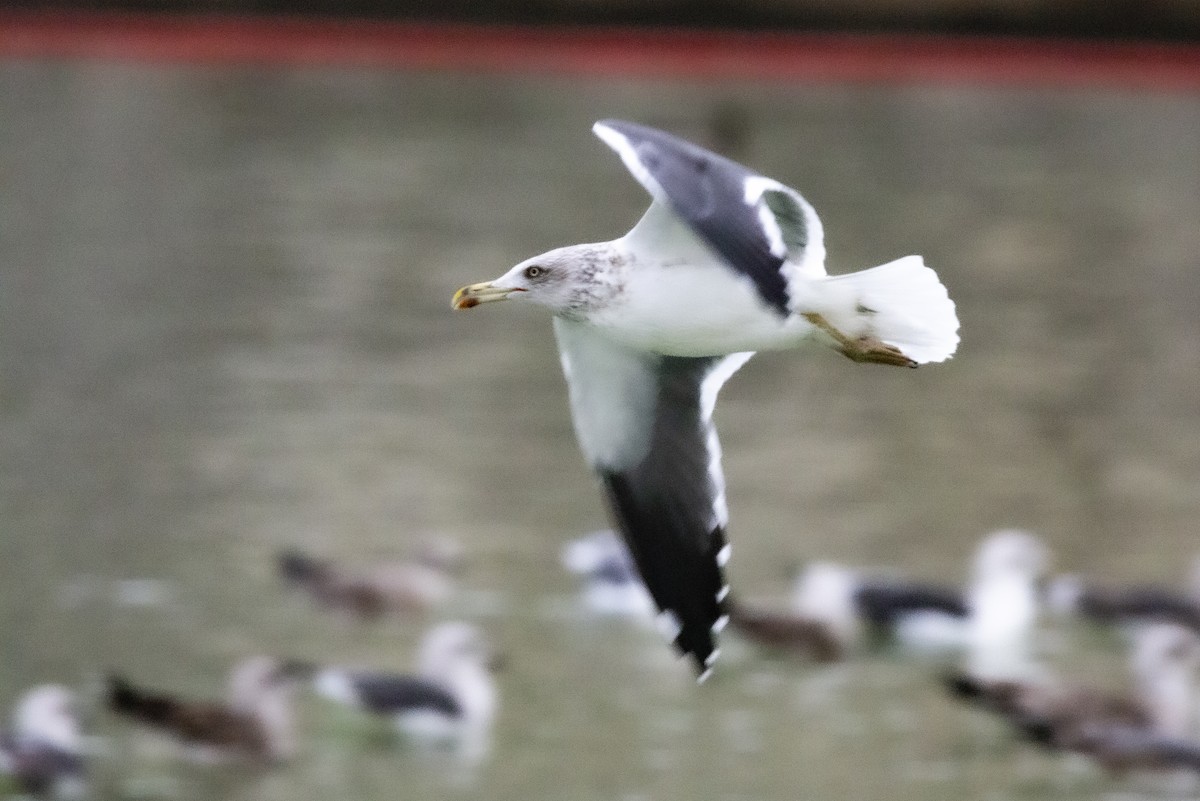 Kaio iluna - ML647083600