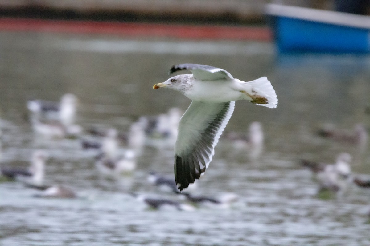 Kaio iluna - ML647083602