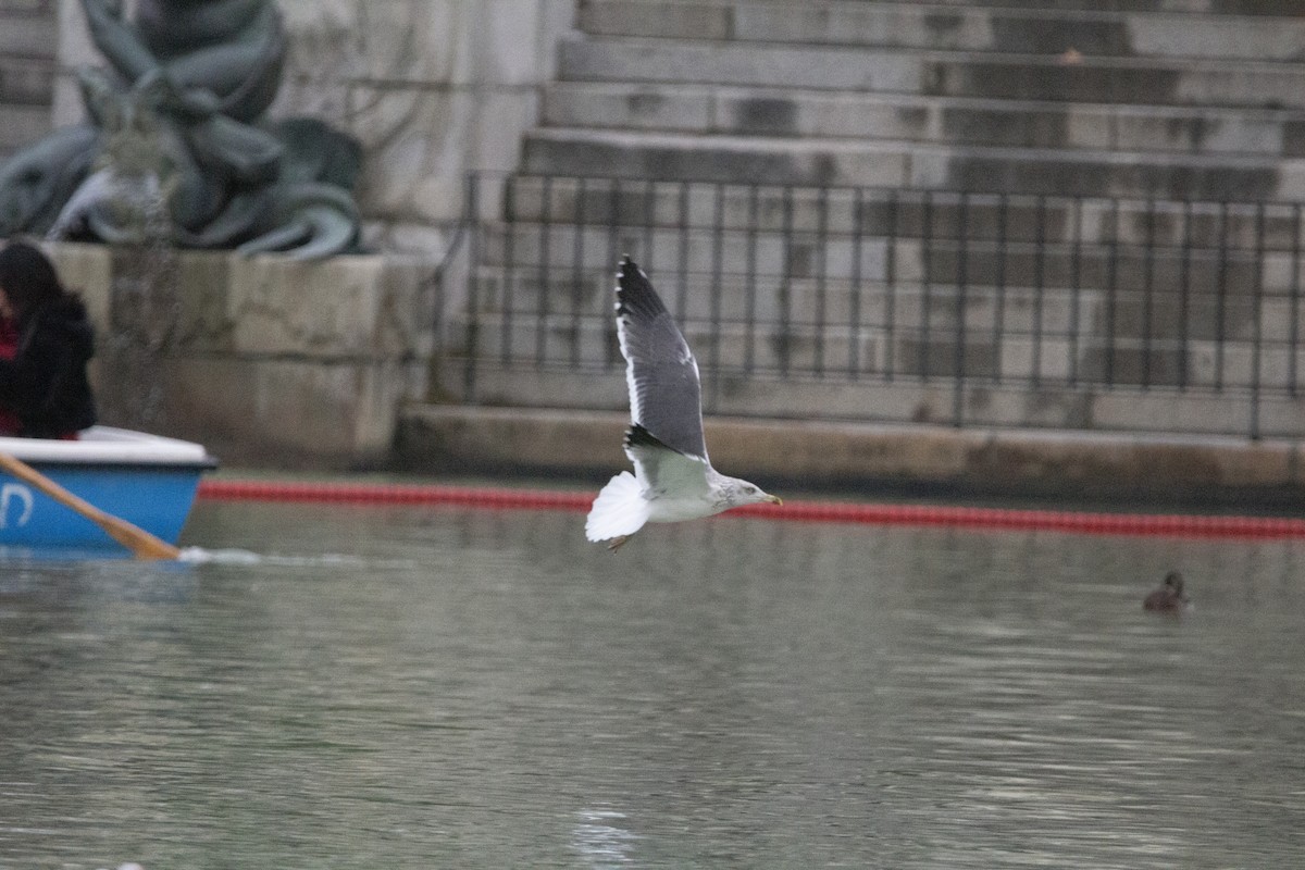 Kaio iluna - ML647083603