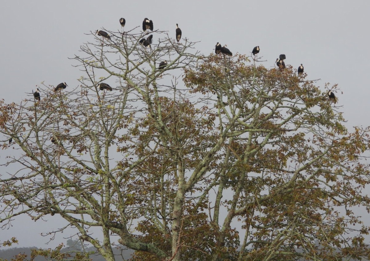 Asian Woolly-necked Stork - ML647083614