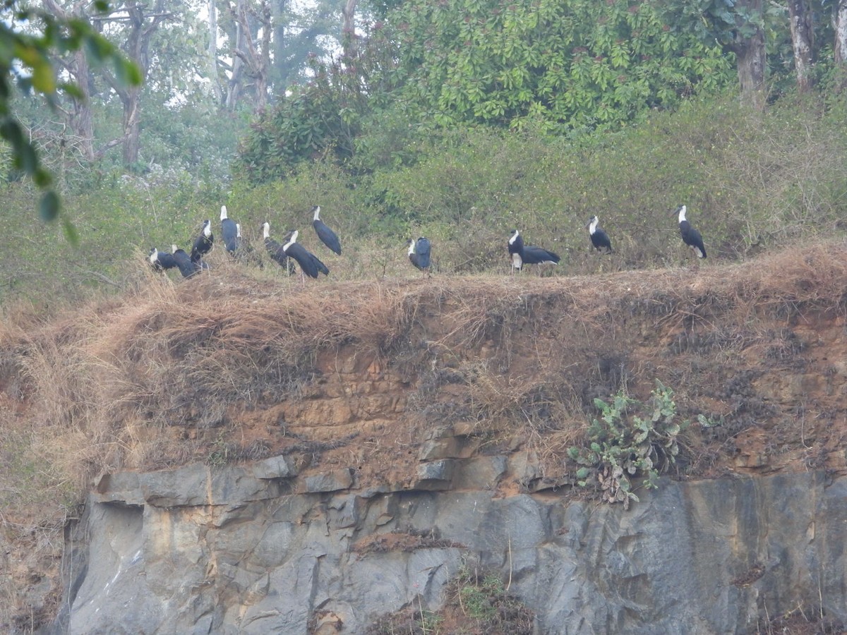 Asian Woolly-necked Stork - ML647083615