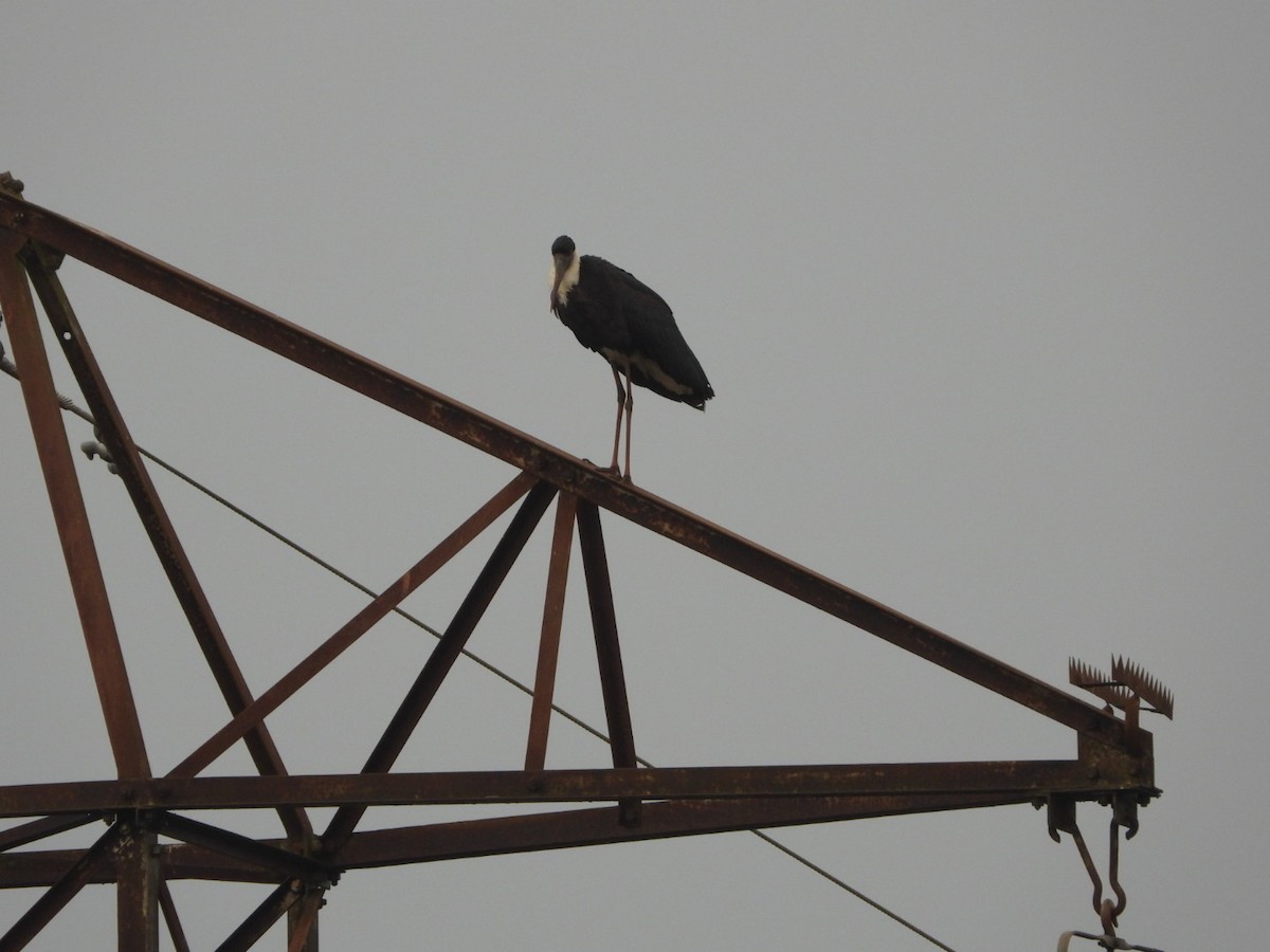 Asian Woolly-necked Stork - ML647083616
