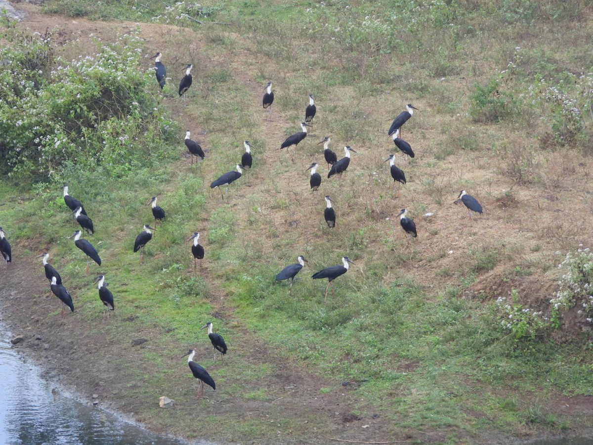 Asian Woolly-necked Stork - ML647083617