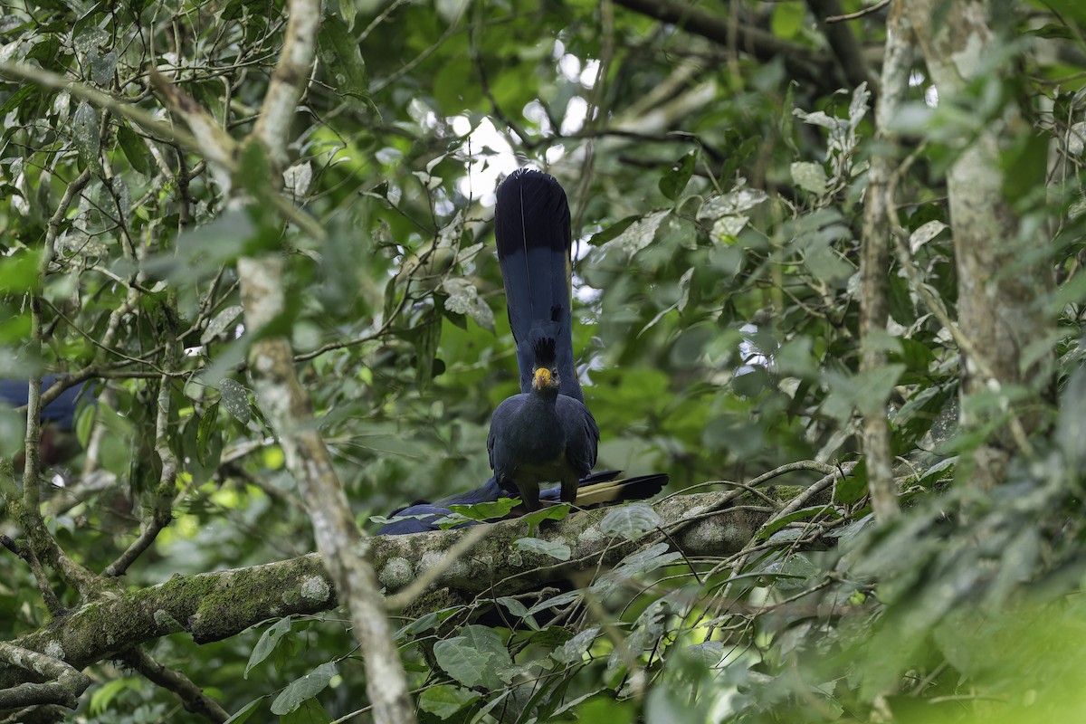 Great Blue Turaco - ML647083618