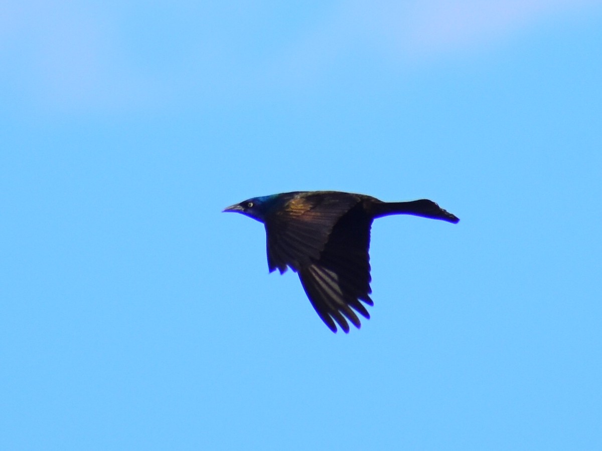 Common Grackle (Bronzed) - ML647083631