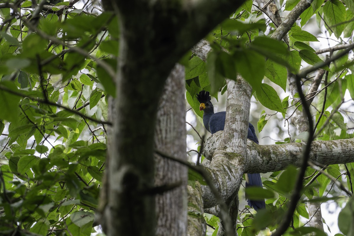 Great Blue Turaco - ML647083632