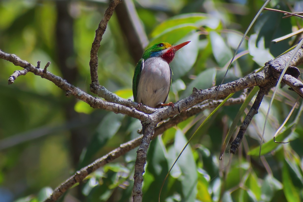 Cuban Tody - ML647083633