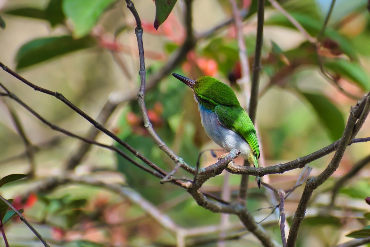 Cuban Tody - ML647083634