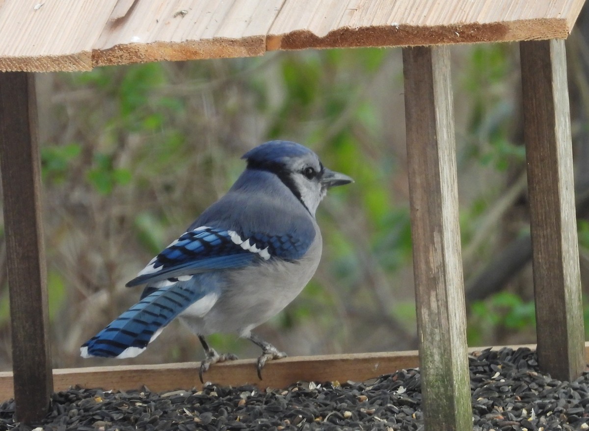 Blue Jay - ML647083636
