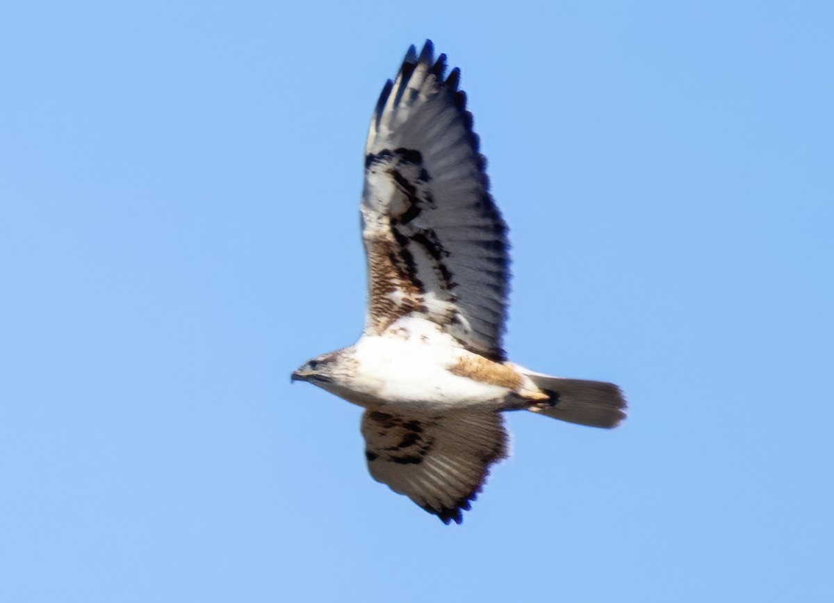 kongevåk - ML647083638