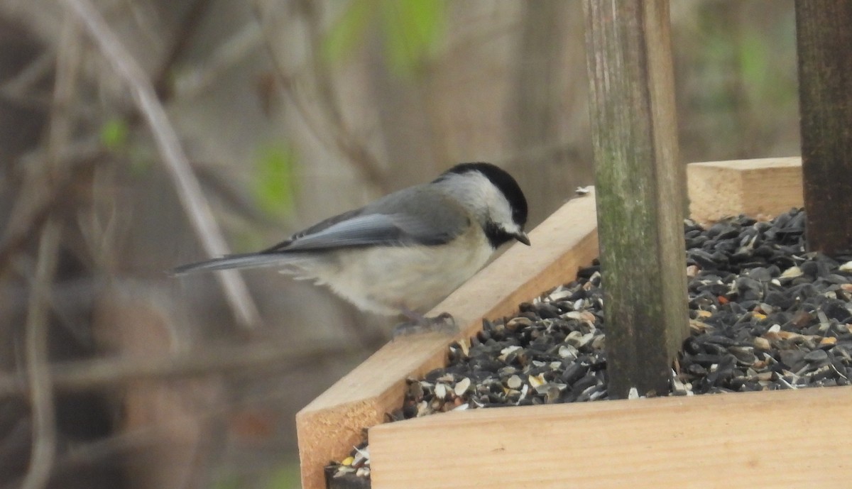 Carolina Chickadee - ML647083649