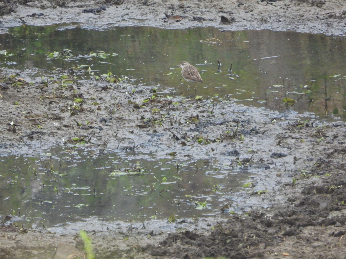 Bruchwasserläufer - ML647083655