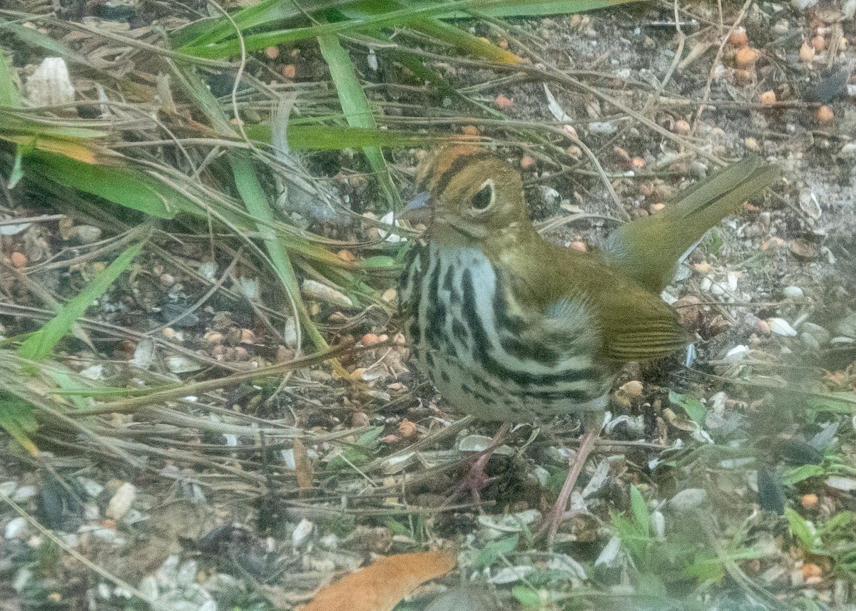 Ovenbird - ML647083656