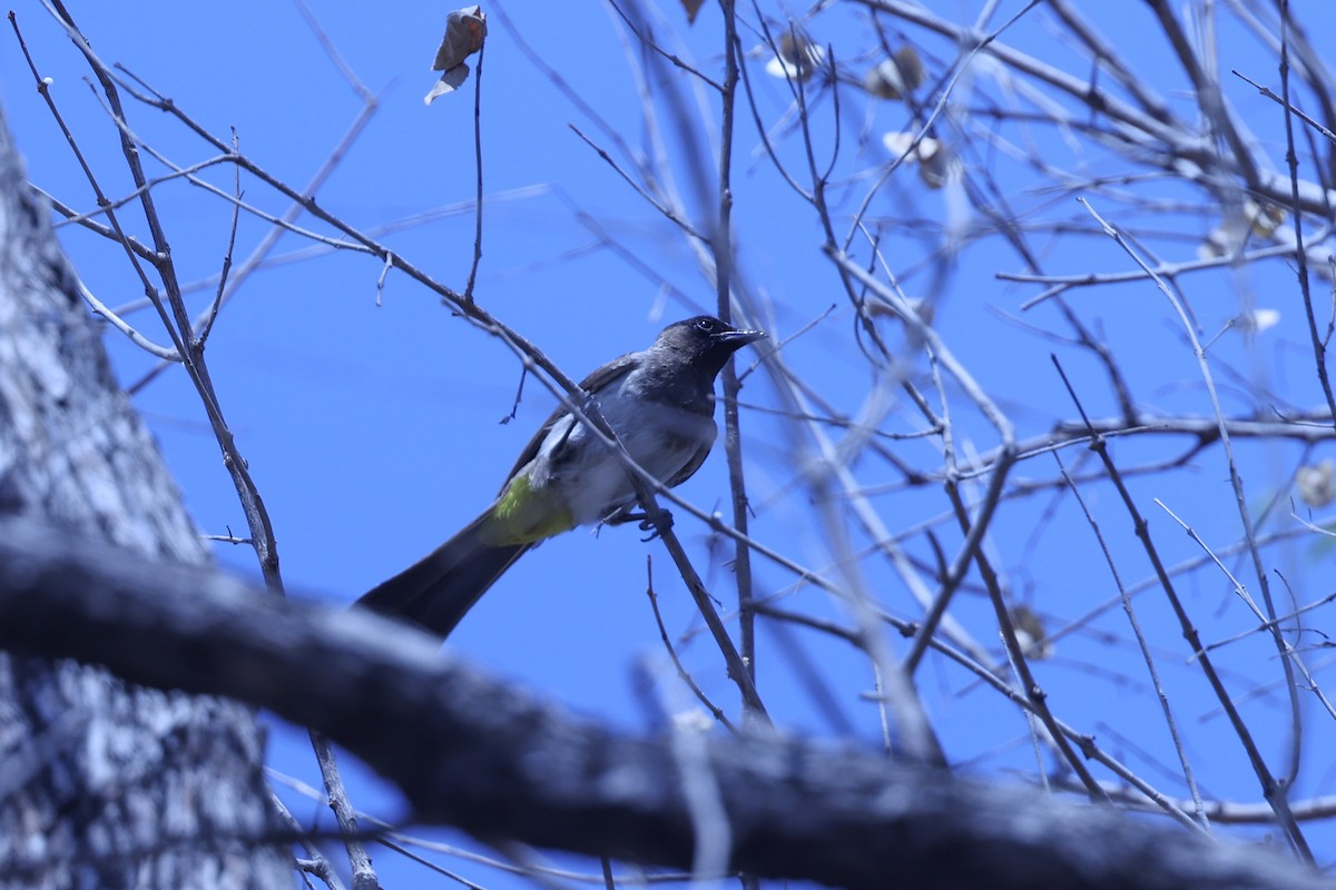 Бюльбюль темноголовий - ML647083659