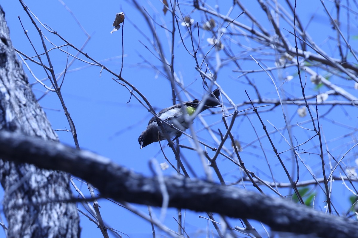 Бюльбюль темноголовий - ML647083660