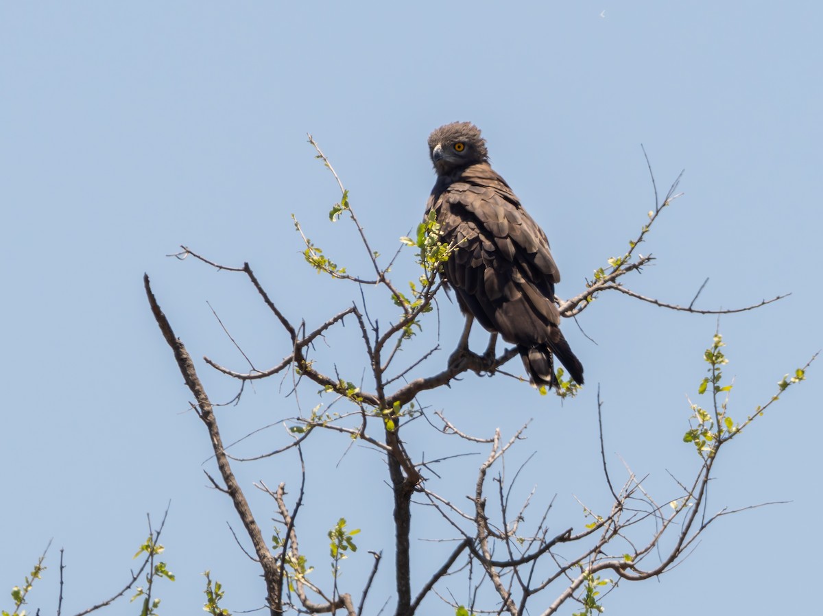 Brown Snake-Eagle - Thomas Miller