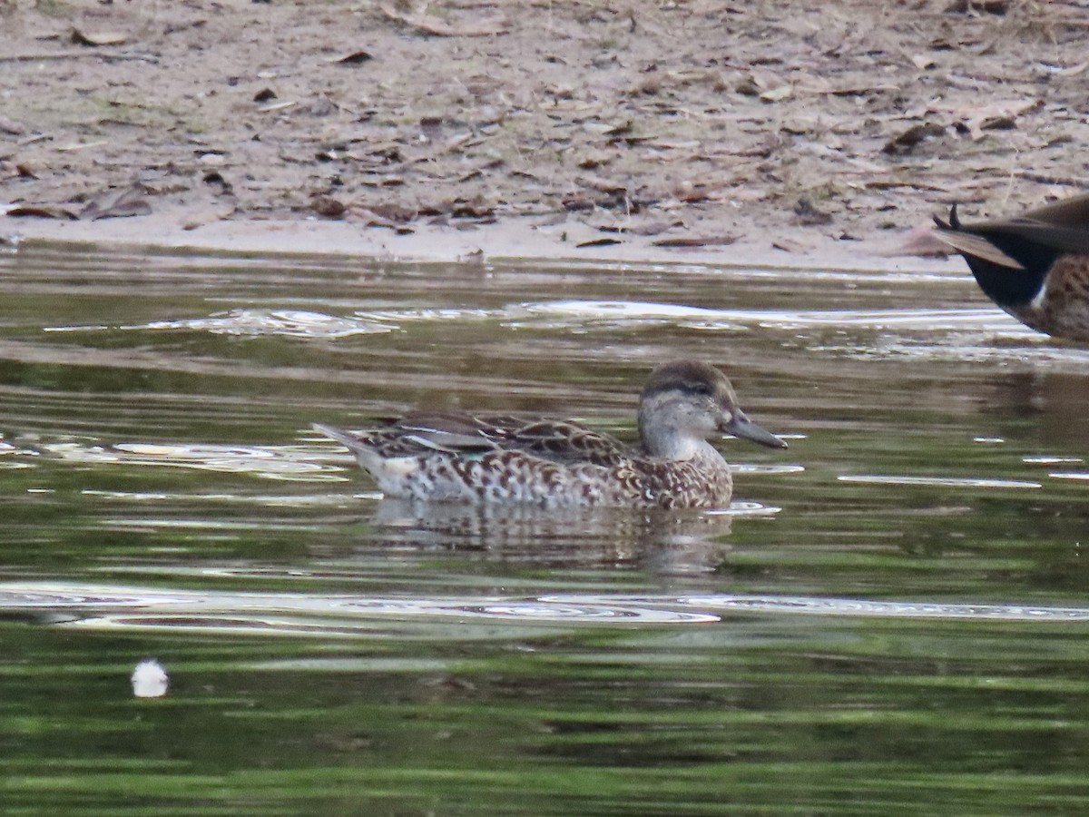 Green-winged Teal - ML647083673