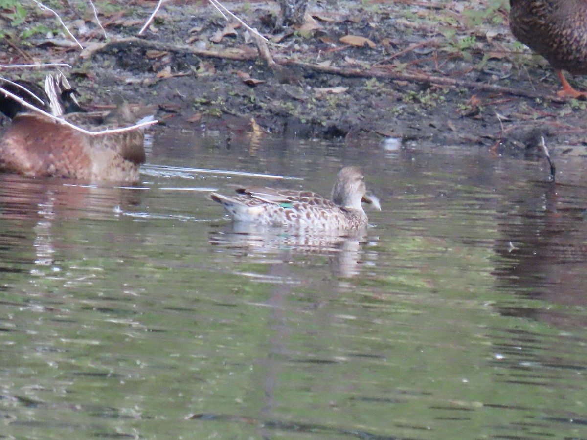 Green-winged Teal - ML647083674