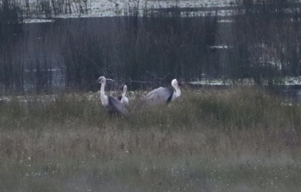 jeřáb bradavičnatý - ML647083676