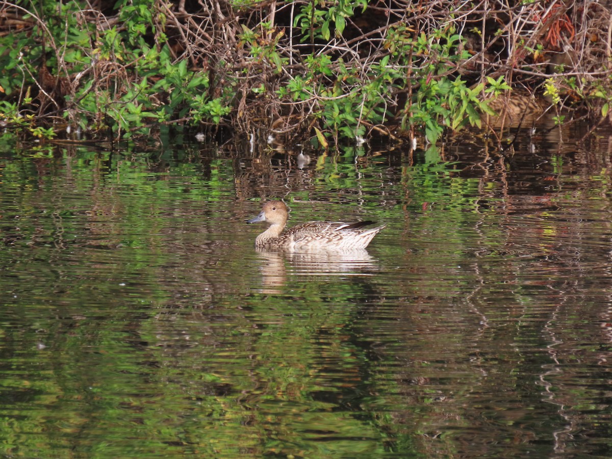 Northern Pintail - ML647083677