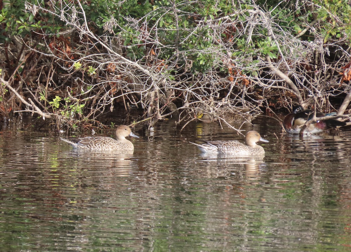 Northern Pintail - ML647083678