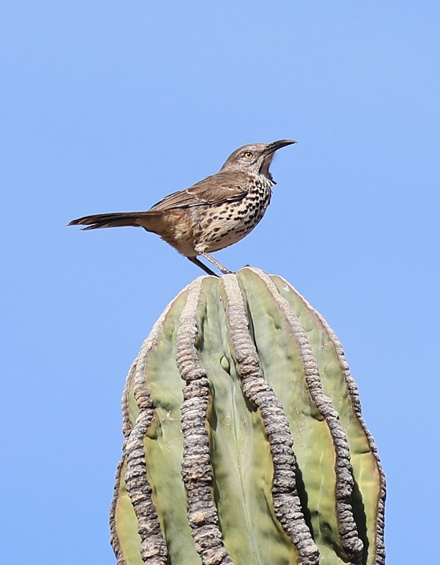 Moqueur gris - ML647083679