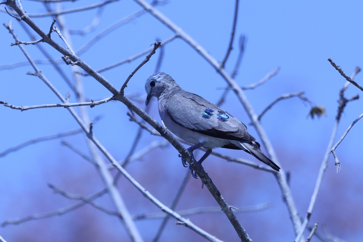 Emerald-spotted Wood-Dove - ML647083693