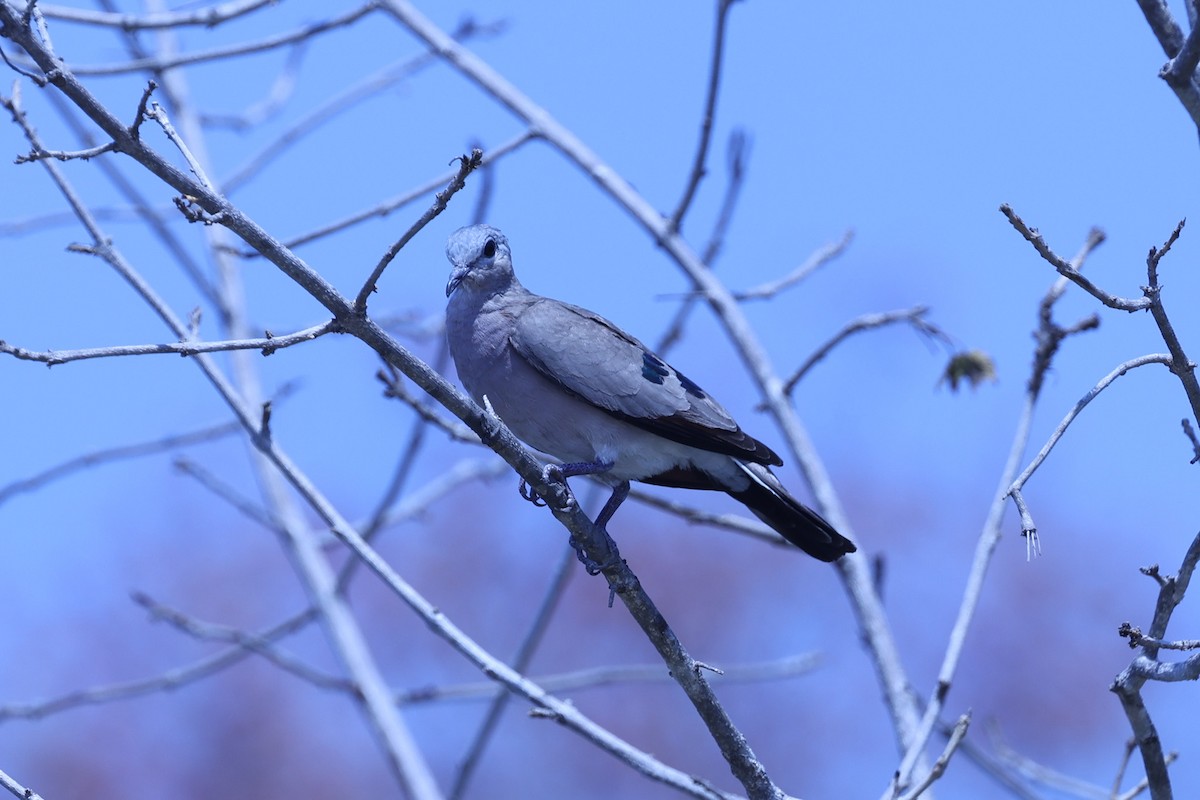 Emerald-spotted Wood-Dove - ML647083694