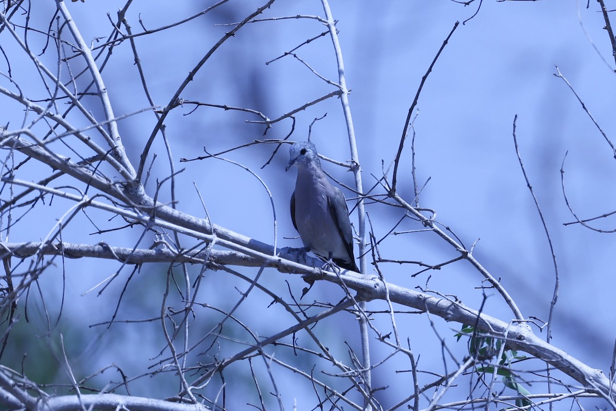 Emerald-spotted Wood-Dove - ML647083695