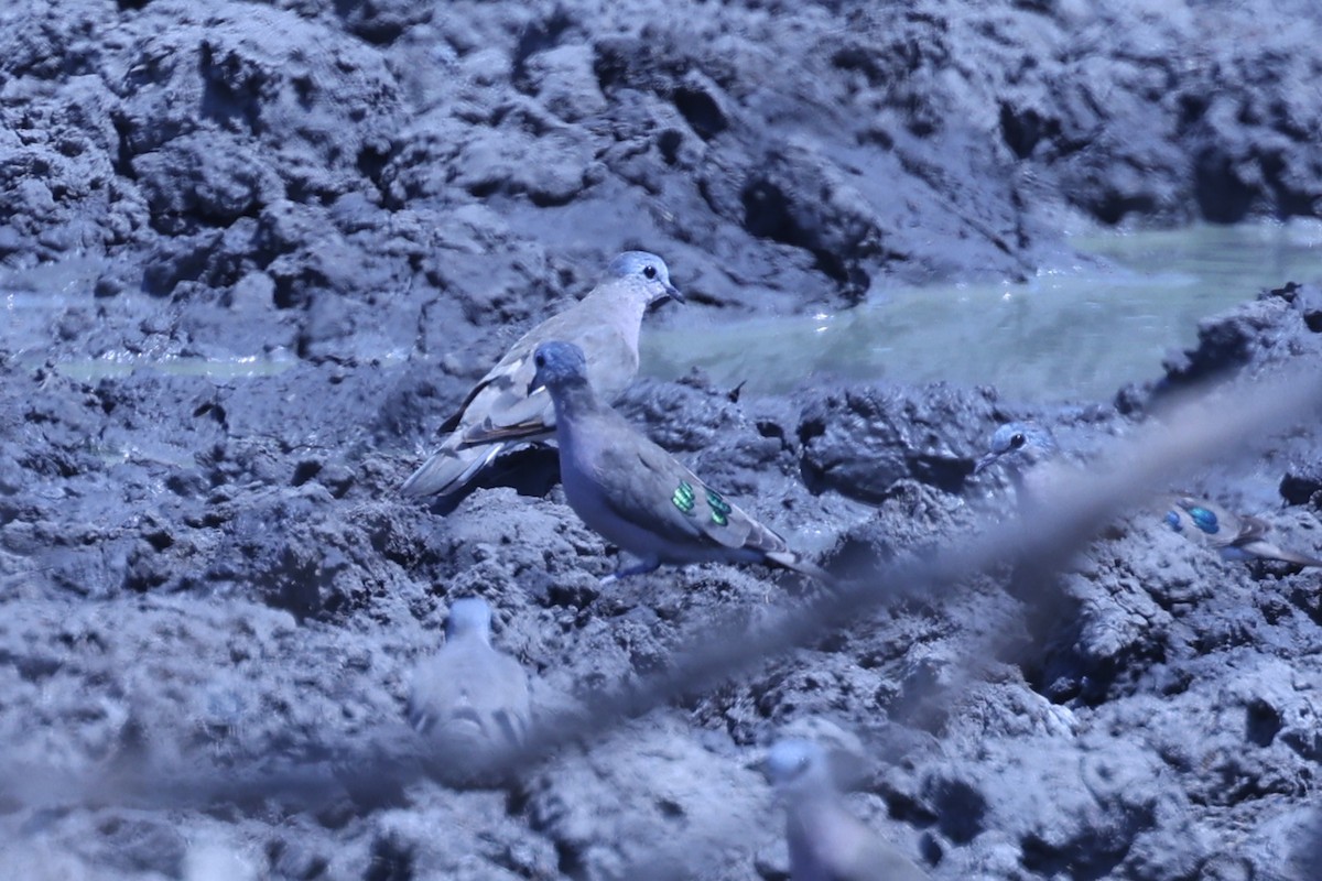 Emerald-spotted Wood-Dove - ML647083696