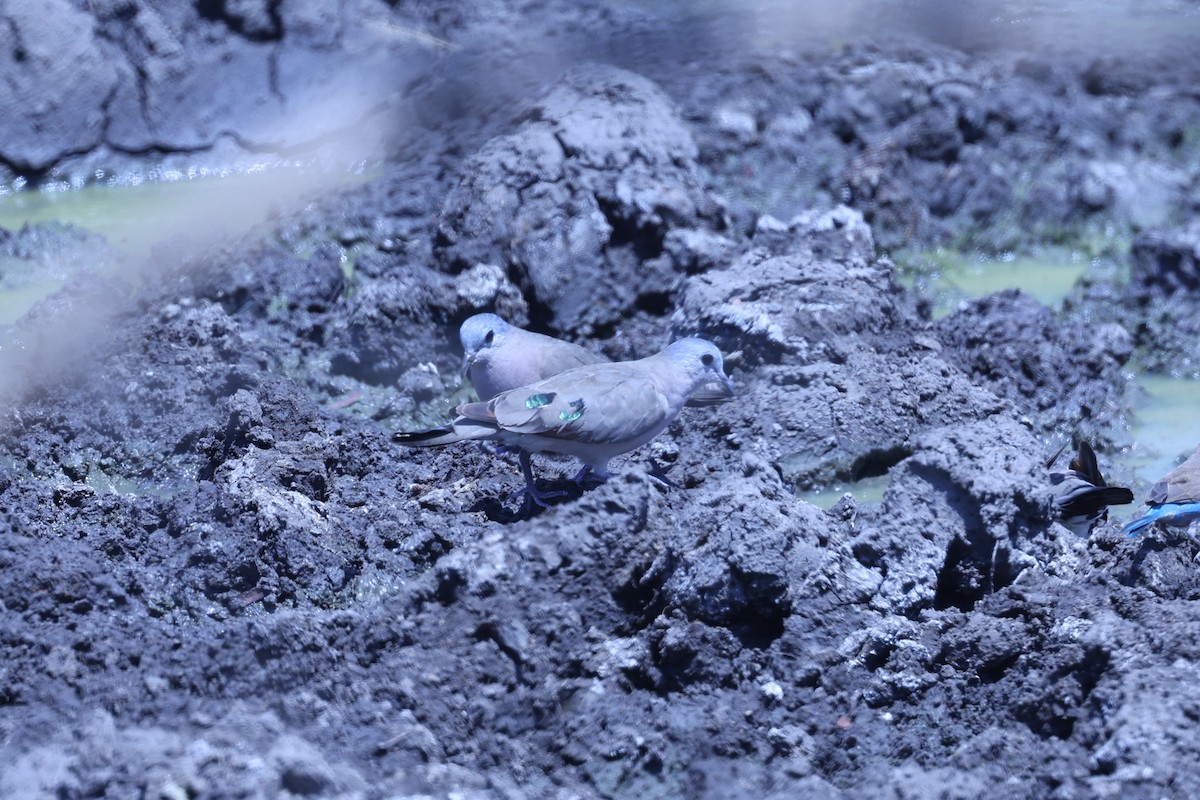 Emerald-spotted Wood-Dove - ML647083697