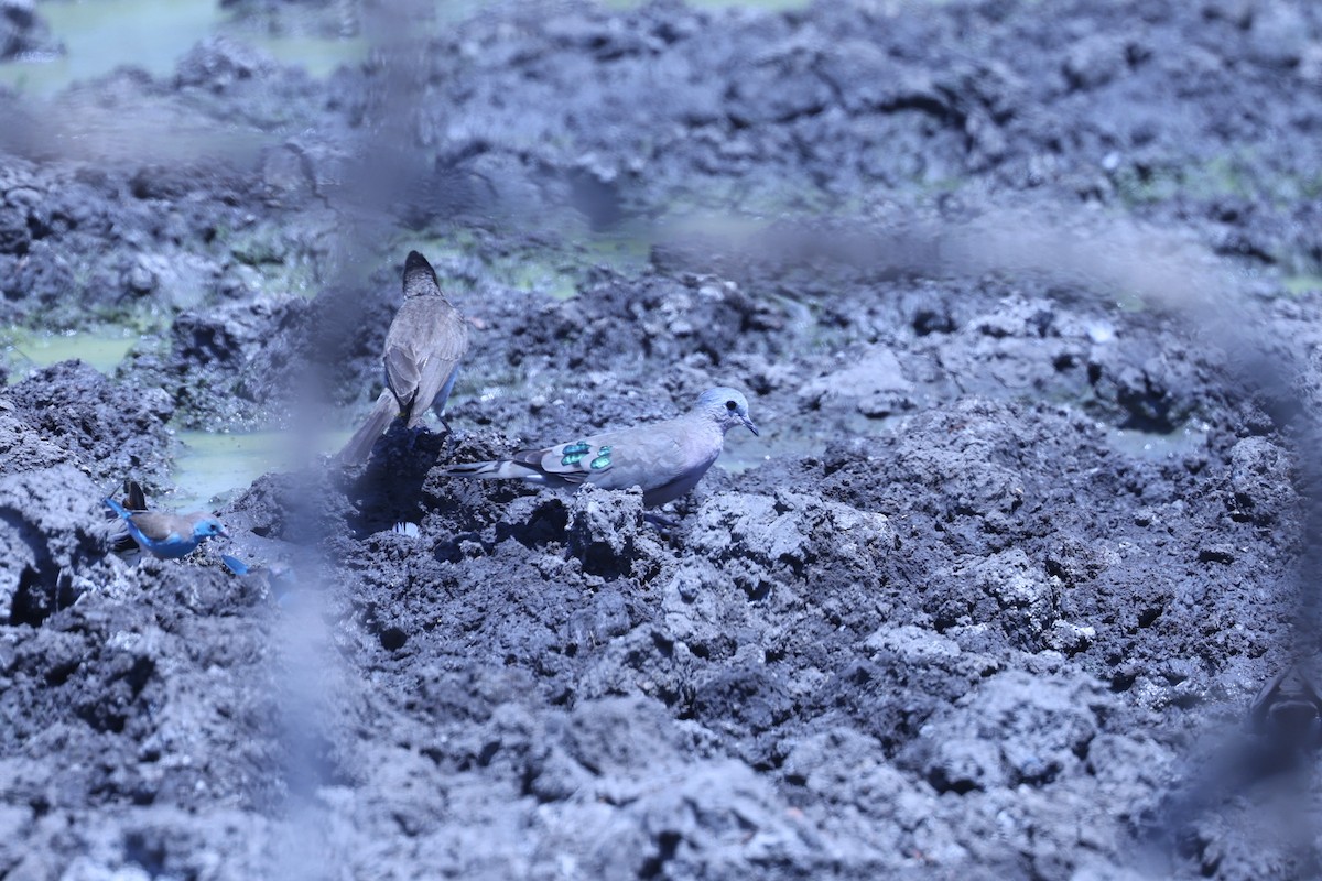 Emerald-spotted Wood-Dove - ML647083698