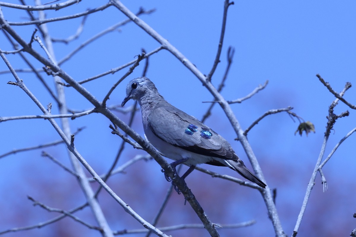 Emerald-spotted Wood-Dove - ML647083699