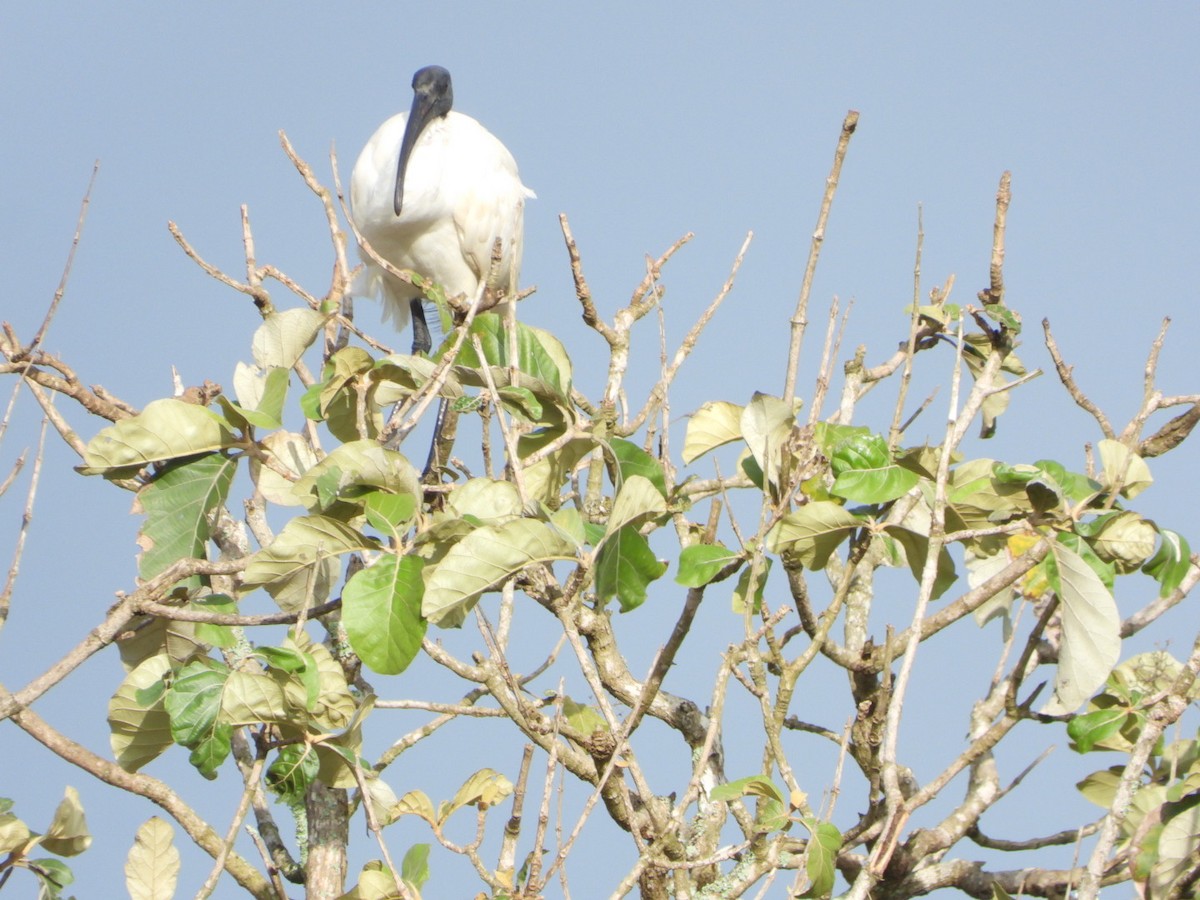 Black-headed Ibis - ML647083716