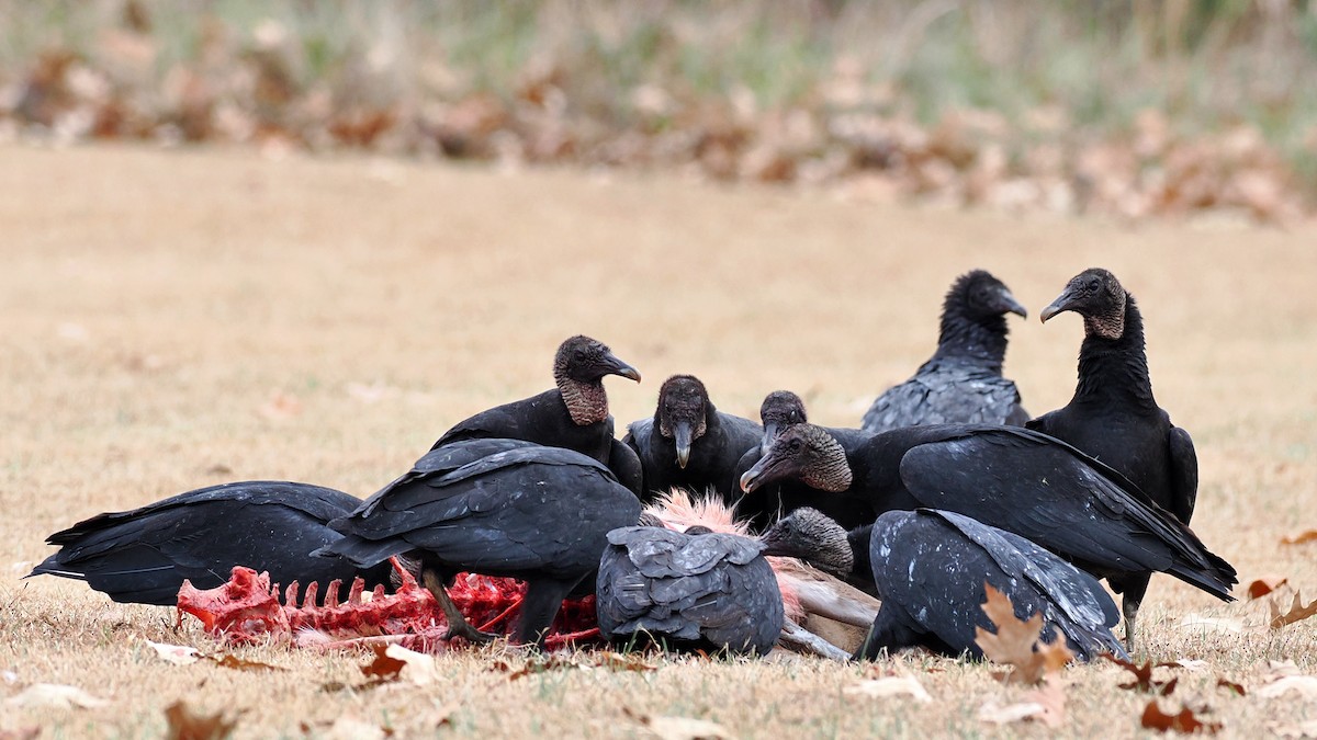 Black Vulture - ML647083724