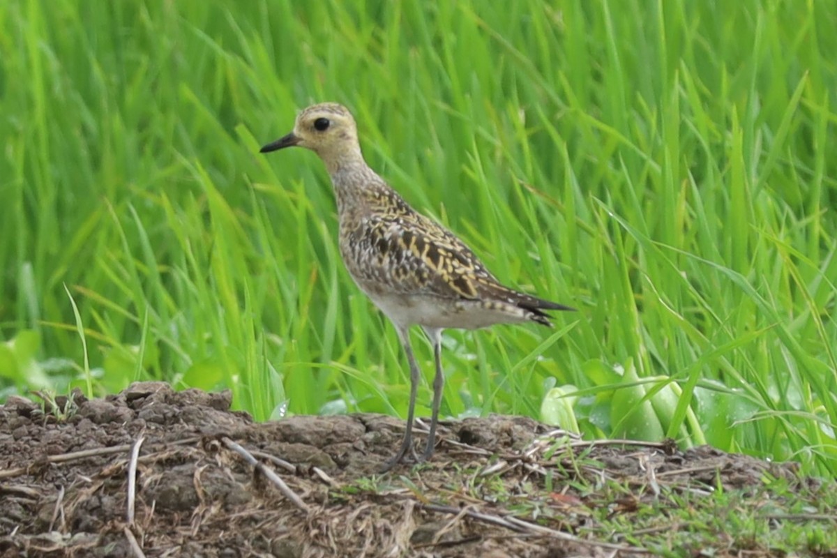 Küçük Altın Yağmurcun - ML647083725