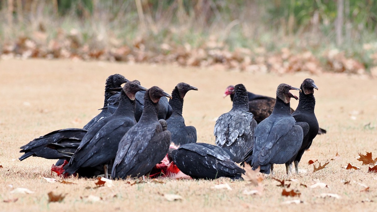 Black Vulture - ML647083726