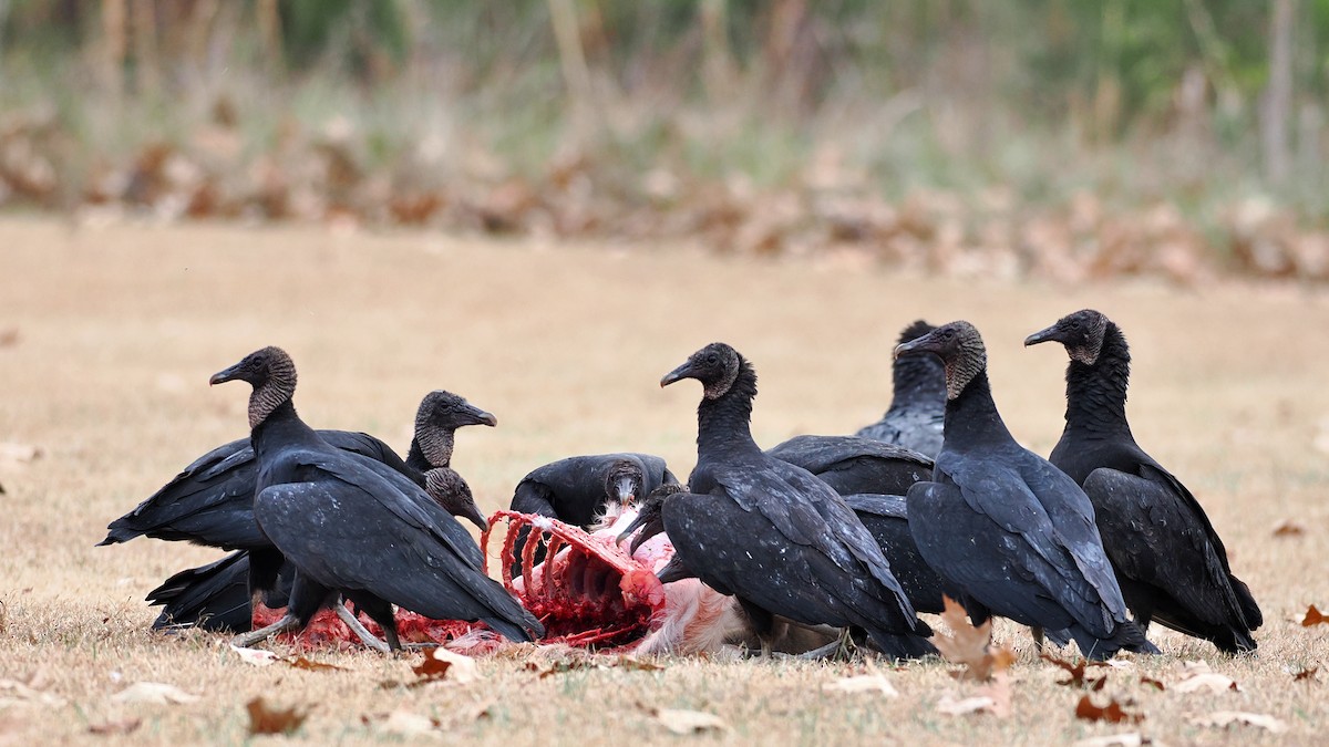 Black Vulture - ML647083727