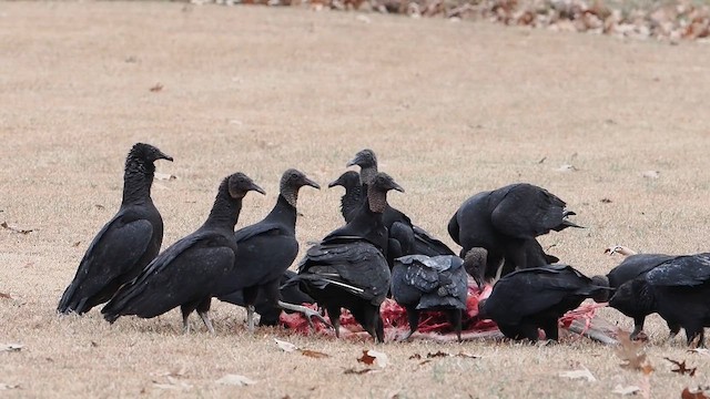 Zopilote beltza - ML647083728