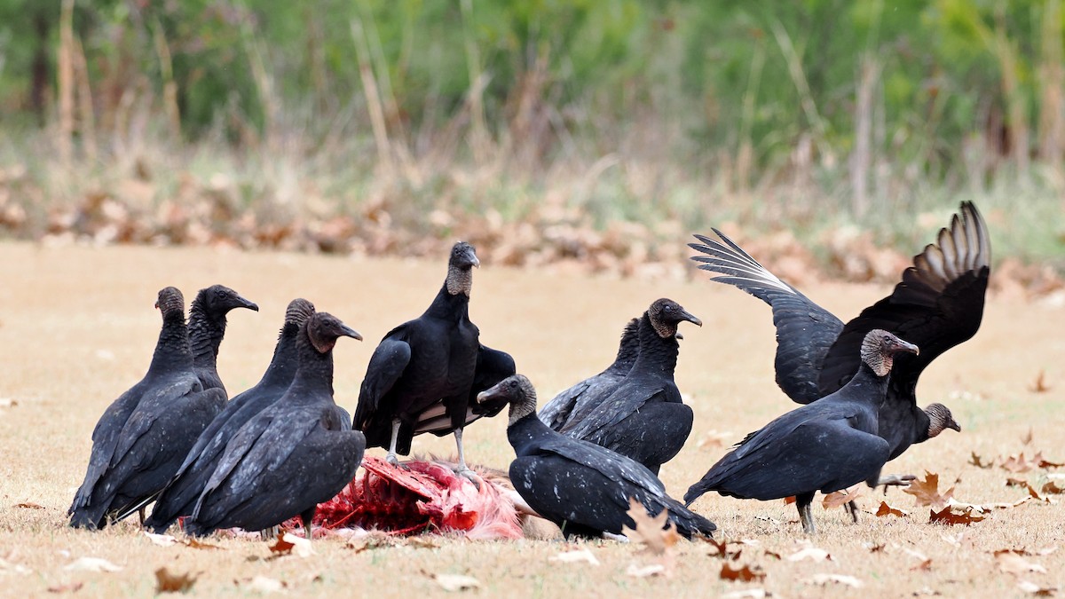 Black Vulture - ML647083731