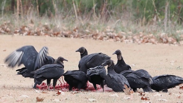 Zopilote beltza - ML647083732